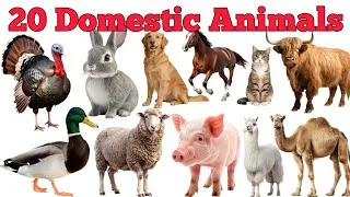 Thumbnail: Learn 20 Domestic Animals Names In English & Hindi With Fun Facts | Fun Learning For Pre-school Kids