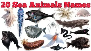 Thumbnail: Learn 20 Sea Animals Names In English & Hindi With Fun Facts | Fun Learning For Pre-school Children