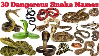 Thumbnail: 30 Dangerous Snake Names In English & Hindi With Fun Facts | Fun Learning For Pre-school Children