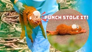 Thumbnail: Punch Hid Mama Orangutan's Eyes in the Most IMPOSSIBLE Spot...