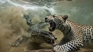 Thumbnail: Wild Life Amazon Jungle – When the Hunters Fall  A World Where Predators Are Hunted