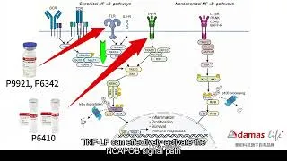 Thumbnail: NF-κB Signaling Pathway: Mechanisms, Regulation, and Research Applications