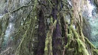 Thumbnail: Hoh Rain Forest