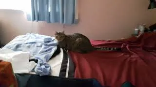 Thumbnail: Cat being silly