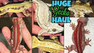 Thumbnail: I Bought 16 NEW Geckos… (my BIGGEST Unboxing Ever)