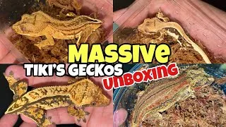 Thumbnail: UNBOXING 9 GECKOS from @TikisGeckos!!