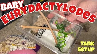 Thumbnail: How to build BABY CHAMELEON GECKO tank!! (Eurydactylodes)
