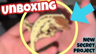 Thumbnail: Unboxing 3 BEAUTIFUL geckos! 🔥🦎