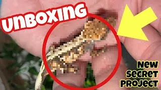 Thumbnail: UNBOXING A CRAZY BABY GECKO!!