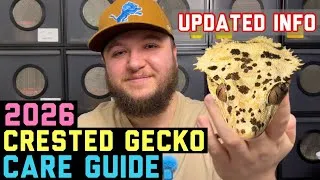 Thumbnail: 2026 CRESTED GECKO Care Guide! CONDENSED and COMPLETE info!  