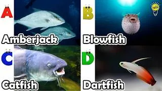 Thumbnail: Sea animals for kids | English and Animals for Kids