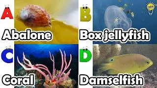 Thumbnail: ABC phonics animals | ABC Sea Animals song | English and Animals for Kids