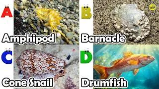 Thumbnail: Amazing sea animals | English and Animals for Kids | Alphabets Kids Song