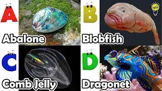 Thumbnail: Learn Ocean Animal Names | Alphabets Kids Song