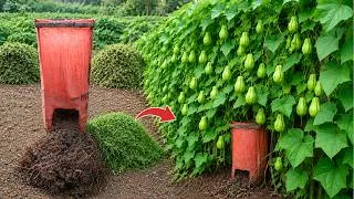Thumbnail: Garden Weeds Are Not Waste! I Use Them to Grow Chayote Like This