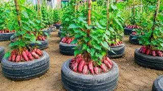 Thumbnail: Never Throw Away Old Tires! Try This Sweet Potato Growing Method