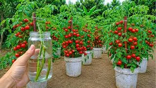 Thumbnail: I Propagated a Wild Tomato Plant in Water… and Harvested So Many Fresh Tomatoes!