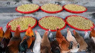 Thumbnail: Make Nutritious Feed for Laying Hens with Mung Beans!