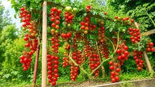 Thumbnail: [Special Project] I Put All My Hope in One Tomato Plant...