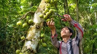 Thumbnail: 15 Days Harvesting Rare Wild Fruits to Sell - Real Off Grid Daily Life