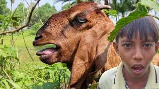 Thumbnail: Real Goat Sounds and Funny Boy Making Goat Sounds | Animal Sounds for Toddlers (Goat) Episode 14