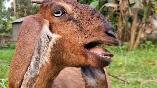 Thumbnail: Goat Bleating Sounds Collection (High Quality) from My Village | Pure Goat Sounds Episode 11