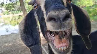 Thumbnail: Goat Baa Baa, Goat Sounds Collected from My Village | Goat Sound Episode