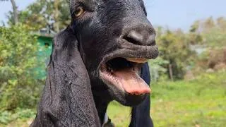 Thumbnail: Real Goat Video with Loud Goat Sounds | Cute Goats and Funny Goat Sounds Part 9 | March 5 2026 Video