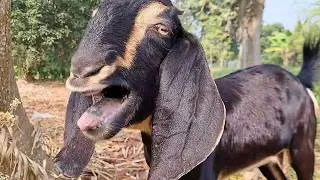 Thumbnail: Female Goat Sounds in Village | Bakri Ki Awaaz Loudly, Natural Goat Voice Part 8 | Feb 2026