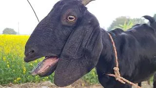 Thumbnail: Female Goat Sounds from Village | Bakri Ki Awaaz - Natural Rural Goat Voice, Part 7