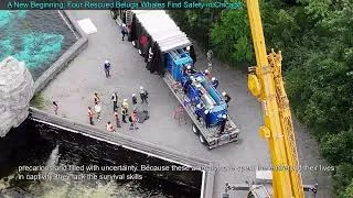 Thumbnail: A New Beginning: Four Rescued Beluga Whales Find Safety in Chicago