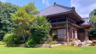 Thumbnail: Why Our Pine Tree Died — and How to Avoid the Same Fate (the pine tree, not you). 