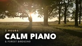 Thumbnail: Calm Piano for Anxiety & Stress Relief 🎹 3 Hours of Gentle Music with Forest Birdsong