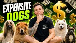 Thumbnail: 6 Dog Breeds That Will Drain Your Bank Account
