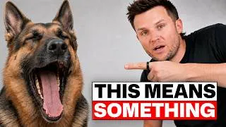 Thumbnail: The Real Reason Your Dog Yawns (NOT A YAWN)