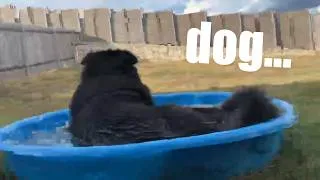 Thumbnail: dog