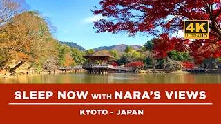 Thumbnail: Sleep Now with Views & Relaxing Music from Nara Japan  @tommytravelz