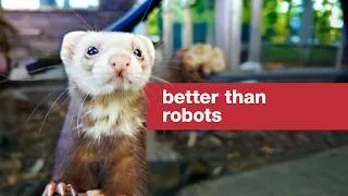 Thumbnail: We can't invent a robot better than these ferrets