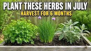 Thumbnail: Stop Buying Herbs This Winter. Plant These 7 in July Instead.