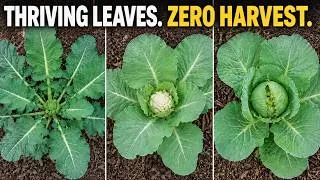 Thumbnail: Why Fall Brassicas Grow Leaves, Not Heads (6 Mistakes)