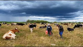 Thumbnail: The Simple Life of a Shepherd Boys 🐄 Herding Cows in the Countryside