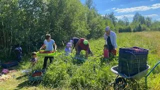 Thumbnail: The Tough but Happy Life of a Large Family in the Village 🏡 Raking Hay, Picking Strawberries 🍓