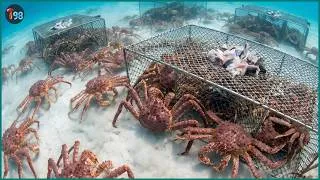 Thumbnail: The Ultimate Rush 💥 How Fishermen Race to Catch Millions of Tons of Shellfish