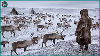 Thumbnail: The Reindeer Empire – How Siberia's Indigenous People Survive the Harshest Winters on Earth