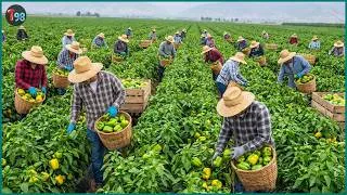 Thumbnail: Race Against Time 💥 Harvesting Millions Of Tons Of Fruits And Veggies Right Now