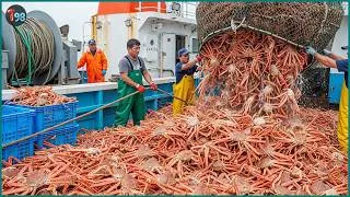 Thumbnail: Extreme Seas, Massive Catches 💥 How Japan's Fishermen Thrive in Harsh Conditions