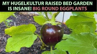 Thumbnail: Hugelkultur Raised Bed Thriving - Big Round Eggplants and More!