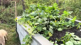 Thumbnail: Growing Awesome Vegetables In A Hügelkultur Raised Bed