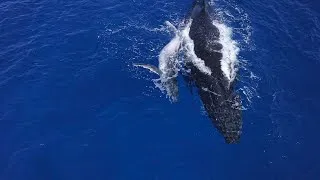 Thumbnail: Pitcairn Island DJI drone video of Mother & Baby Humpback whales