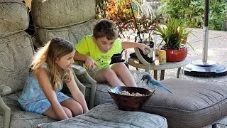 Thumbnail: Hungry Blue Jay Eats Peanuts from kids hands